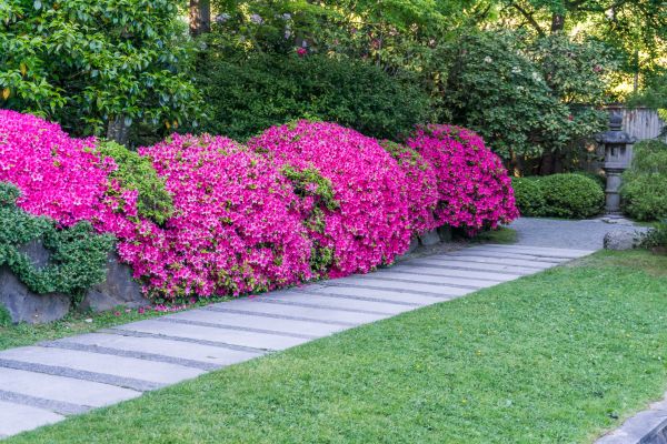 Garden Sidewalk Building